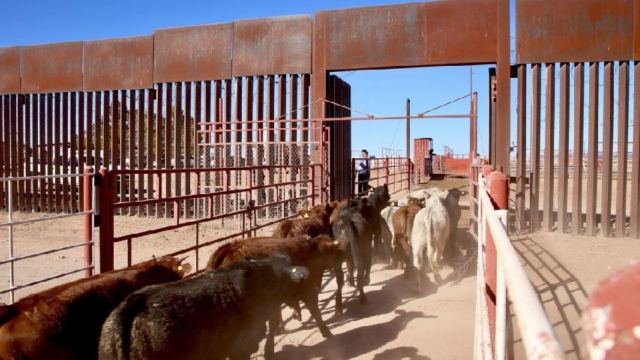Cruzan 900 cabezas de ganado libre de gusano barrenador a Estados Unidos por Agua Prieta