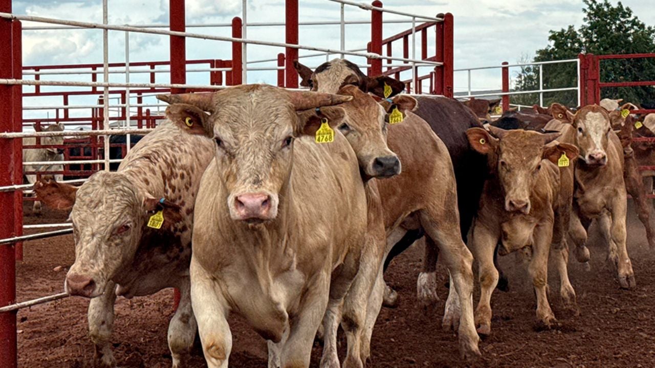Celebra Durazo reapertura de frontera en Agua Prieta para exportación de ganado