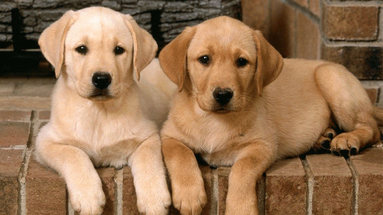 Sonora: Guaymas sigue promoviendo la adopción de mascotas con jornadas permanentes