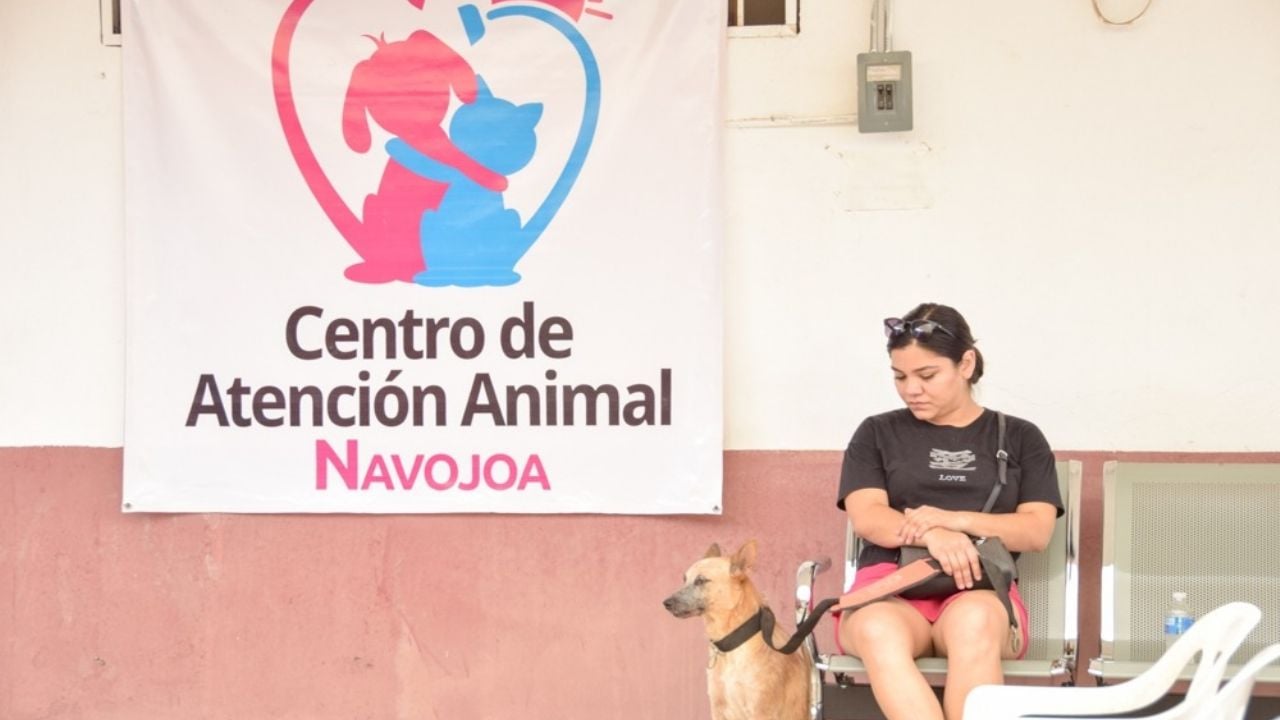 Animalistas piden actualizar el reglamento municipal de protección animal en Navojoa