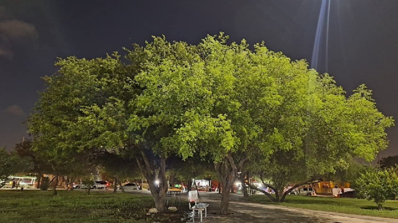 Regidores impulsan Reglamento del Árbol en Cajeme ante talas y podas indebidas