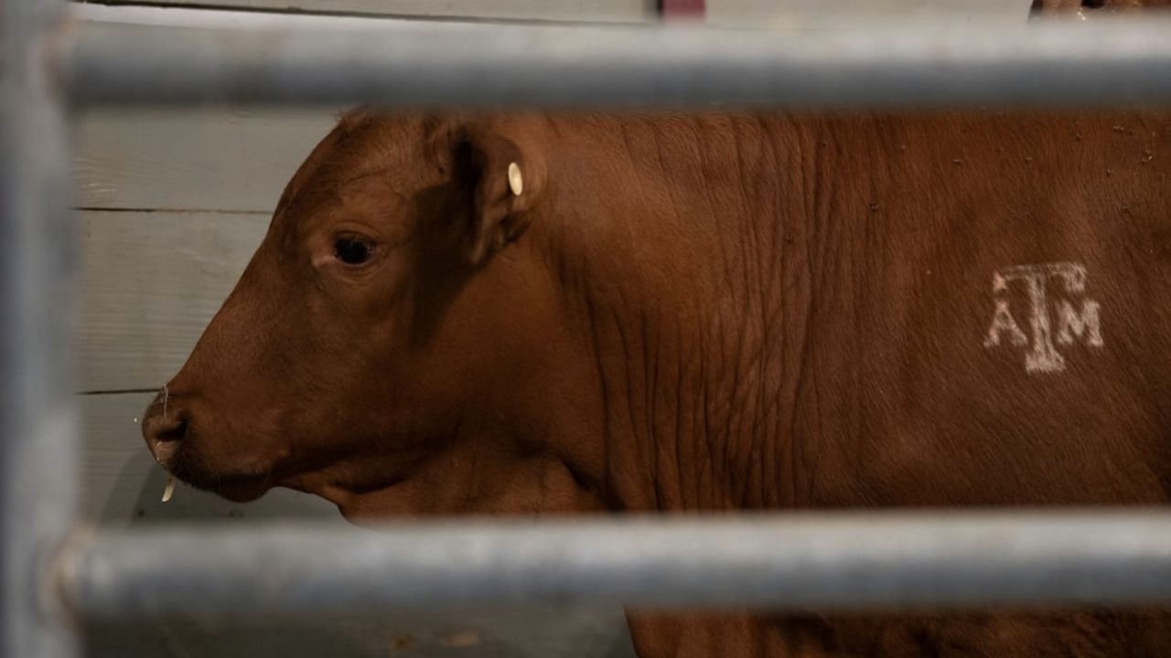 Gusano barrenador: Gobierno de Sheinbaum prevé que en dos semanas el brote esté inactivo