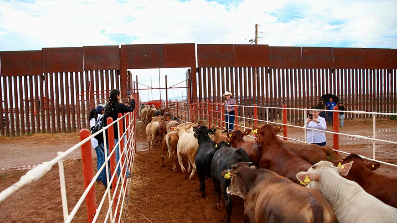 Ante cierre de frontera, Durazo “pide trato especial” a ganadería sonorense