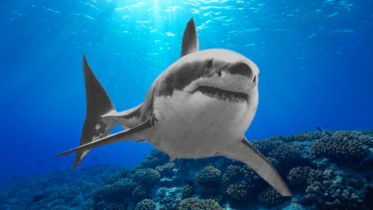 Día Mundial de los Tiburones: La importancia de estos animales marinos en los ecosistemas