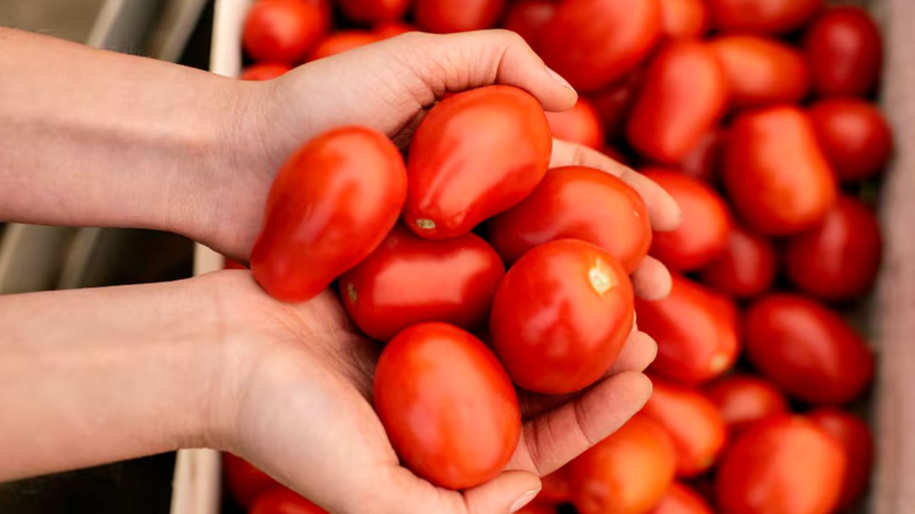 EU confirma arancel del 17% al tomate mexicano; así AFECTARÁ a Sonora
