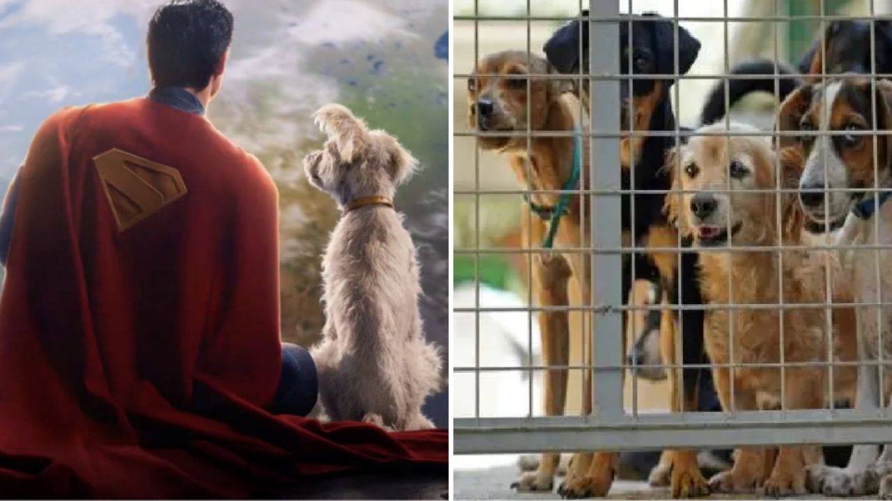 Mascotas encuentran hogar gracias a Krypto tras el estreno de la nueva película de ‘Superman’