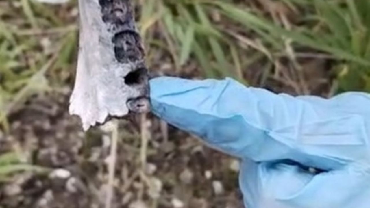 (FOTOS) Colectivo de Jalisco halla restos humanos en Hualulco: “Son bastantes”