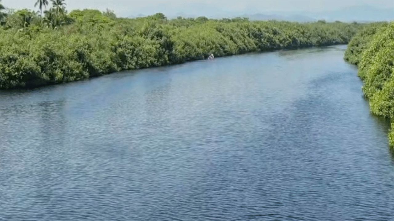 Cocodrilo ataca y devora a un adolescente de 14 años en un manglar de Michoacán