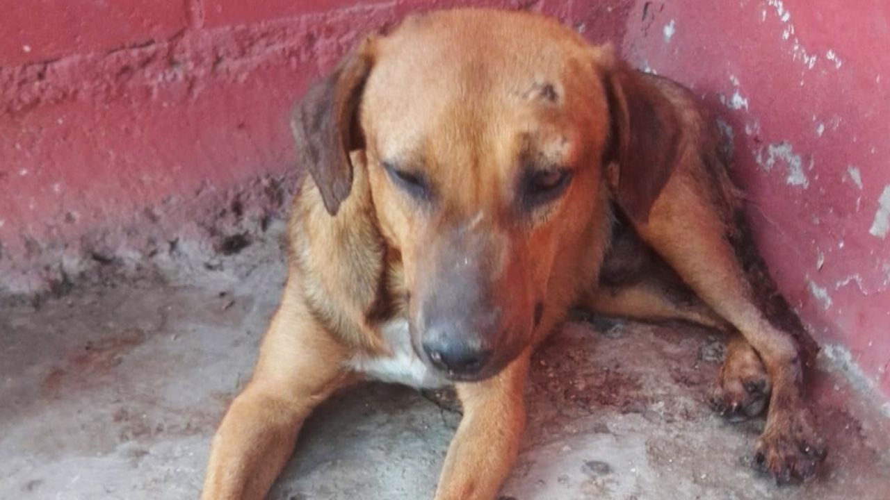 Perrito recibe bala perdida tras balacera en Hermosillo; piden apoyo tratar su lesión