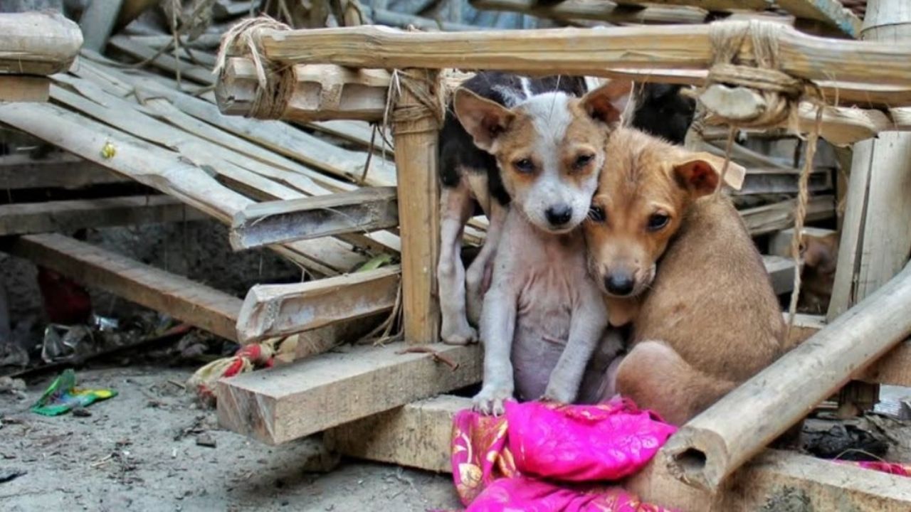 Acusan a pareja de matar a ‘Roco’ y ‘Canelo’ en Texcoco; autoridades los dejan libres