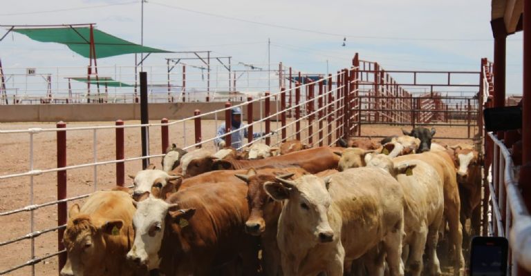 El ganado de Sonora está libre del gusano