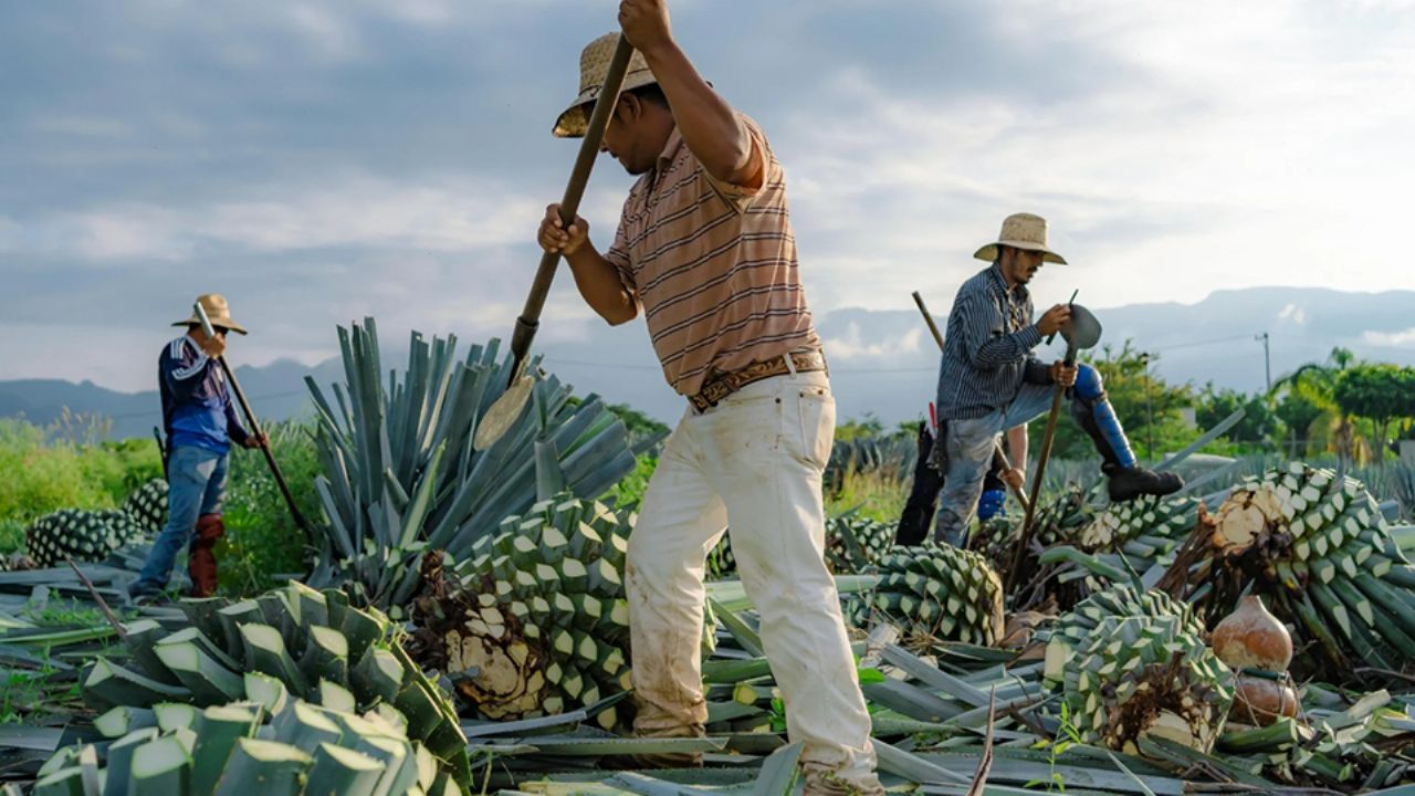 Pequeños productores de Sonora podrían verse afectados con ampliación de denominación del bacanora