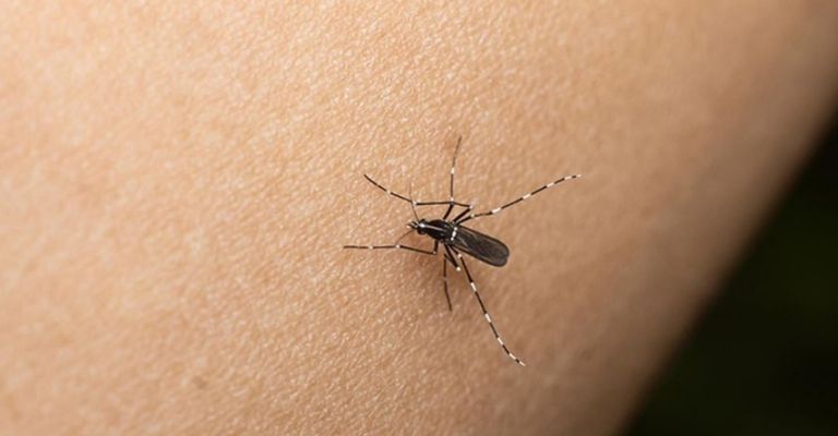 Evita las picaduras de mosquitos con estos consejos