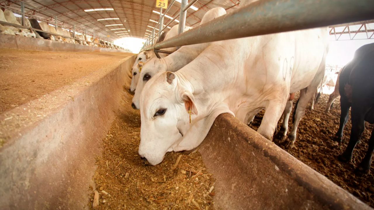 Sader comienza hoy nueva campaña contra gusano barrenador de la mano de pequeños ganaderos y asociaciones