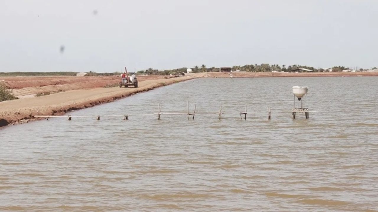 Sonora: Acuicultores esperan superar la producción del 2024 y la barrera de las 100 mil toneladas