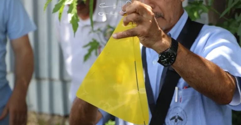 Se colocarán banderines de color amarillo