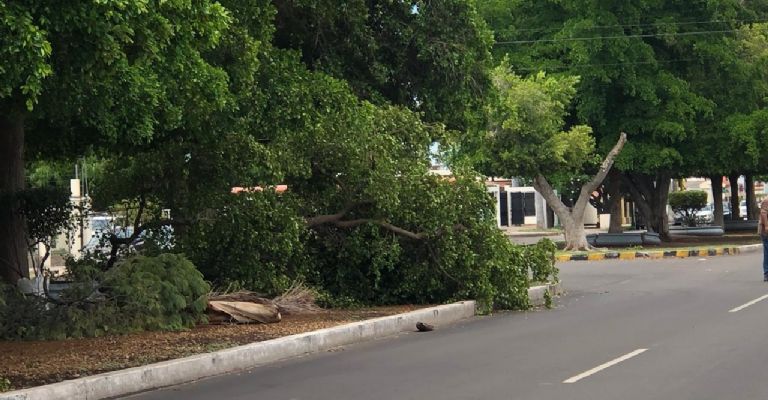 Árboles se cayeron por los fuertes vientos 