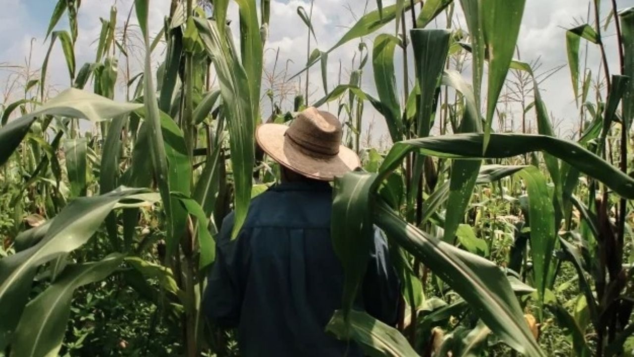 Productores de maíz se declaran en crisis por altas temperaturas en Chiapas