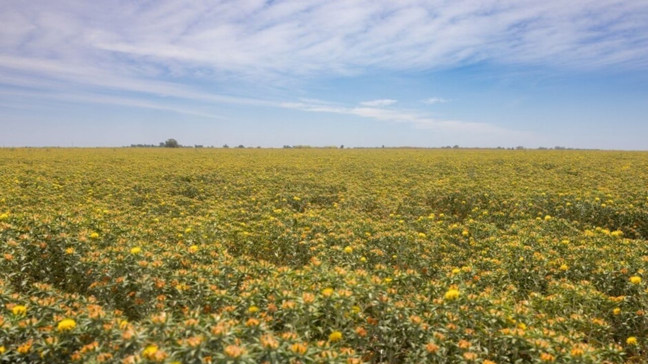 Invitan a productores de Sonora a registrarse en programa de reconversión de cultivos