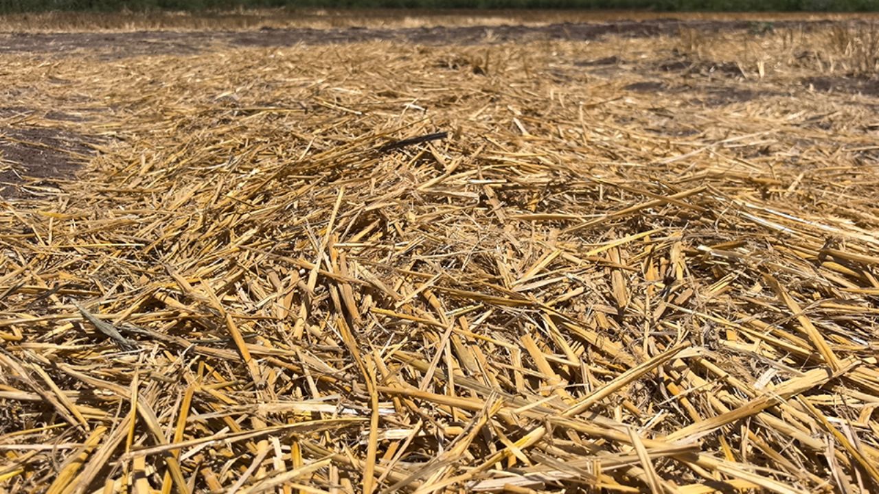 Productores del Valle del Yaqui, en alerta por “pobre” almacenamiento en presas del Río Yaqui