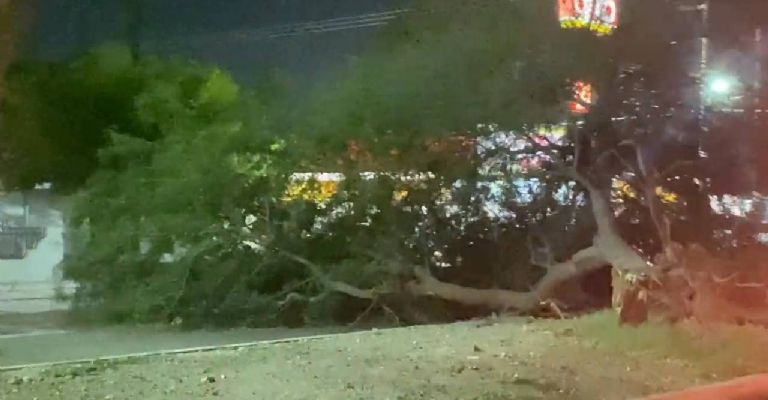 Árboles se cayeron por los vientos