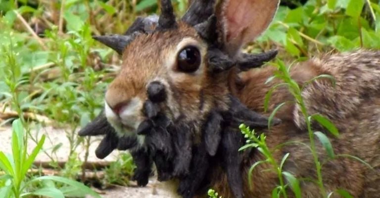 Extraños 'conejos Frankenstein' surgen en Colorado por virus mortal