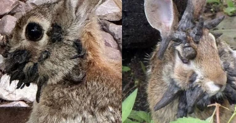 Enfermedad que causa crecimientos cutáneos