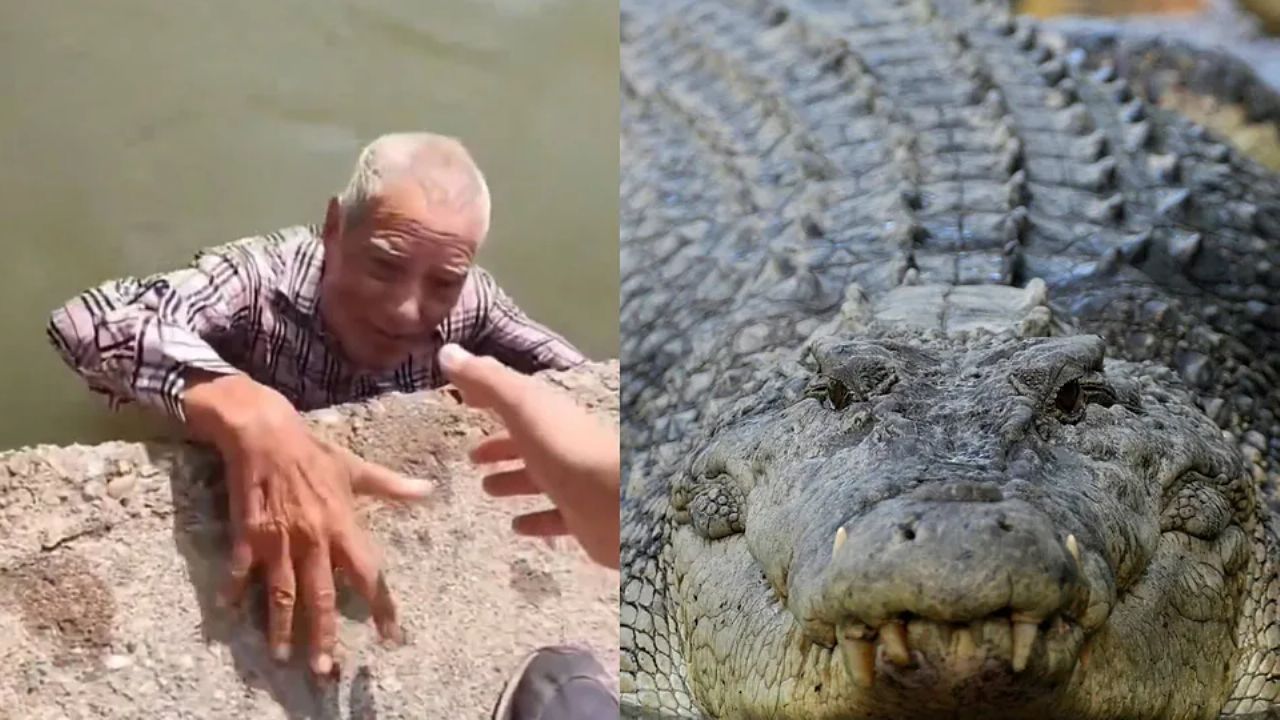 FUERTE VIDEO: ‘Abuelito’ desaparece en San Luis; lo encuentran a punto de ser DEVORADO por cocodrilos en Tamaulipas