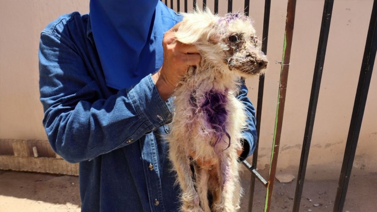 Rescatan a perro víctima de maltrato en Sonora; investigan domicilio donde fue hallado