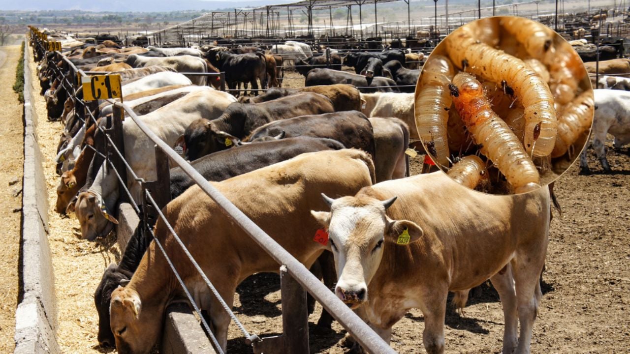 Exigen suspender importación de ganado centroamericano a México por gusano barrenador