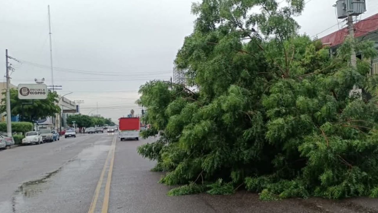 Más de 800 árboles se han podado en 6 meses de manera preventiva en Ciudad Obregón