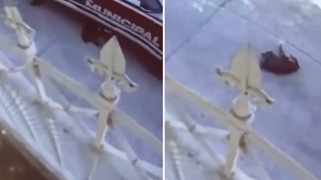 Destituyen de su cargo a policías municipales por arrollar y matar a un perro en Puebla