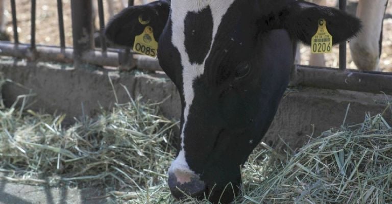 Piden cerrar frontera sur por brote de gusano barrenador en Centroamérica