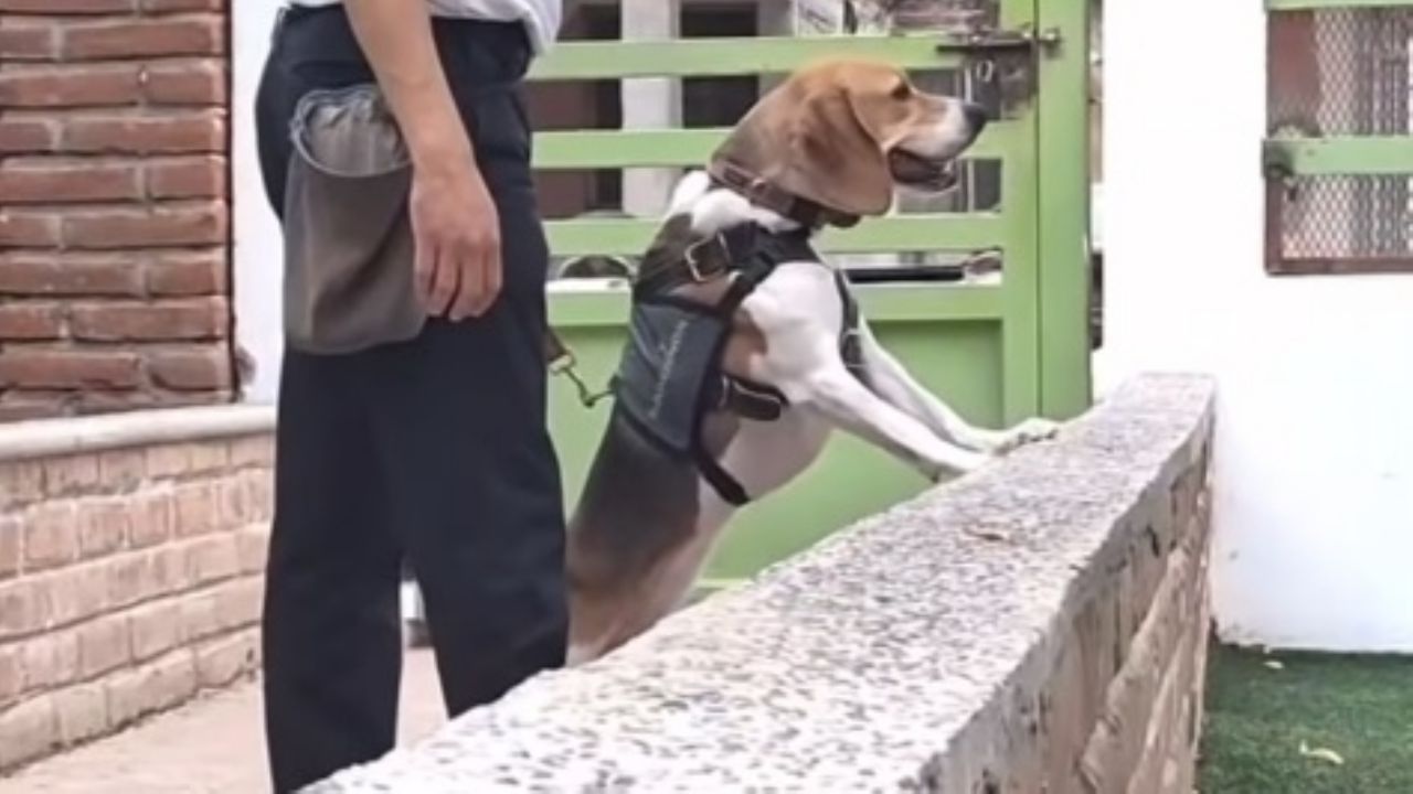 ‘Hunter’, un miembro valioso en la lucha contra las adicciones en Navojoa