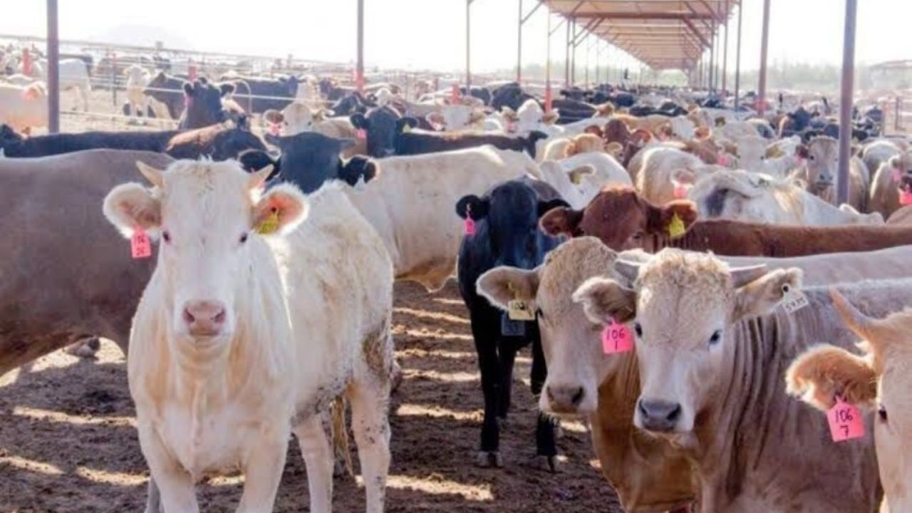 Buscan Durazo y Sheinbaum mercados alternos para beneficiar a ganaderos sonorenses