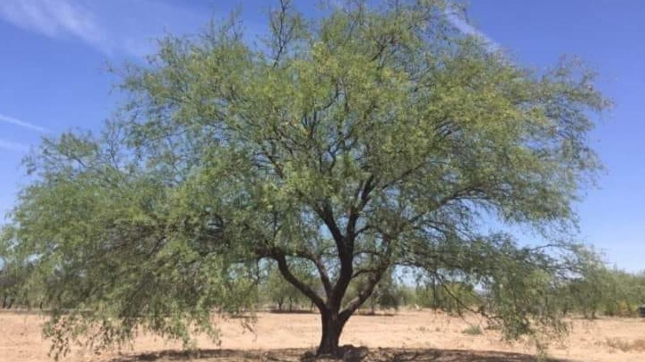 Buscan generar mayores condiciones de lluvia en la cuenca del Río Mayo