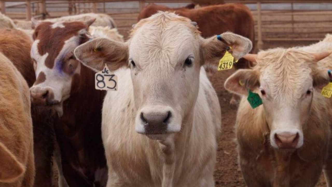 Durazo logra que ganaderos sonorenses reciban apoyo federal tras cierre de la frontera con EU