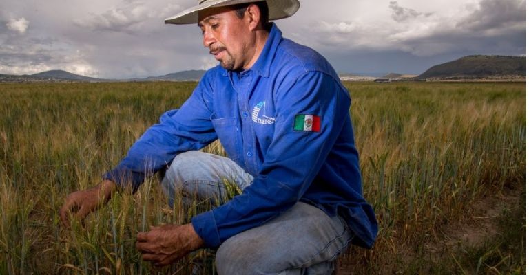 Productores de trigo en Sonora recibirán apoyo por sequía