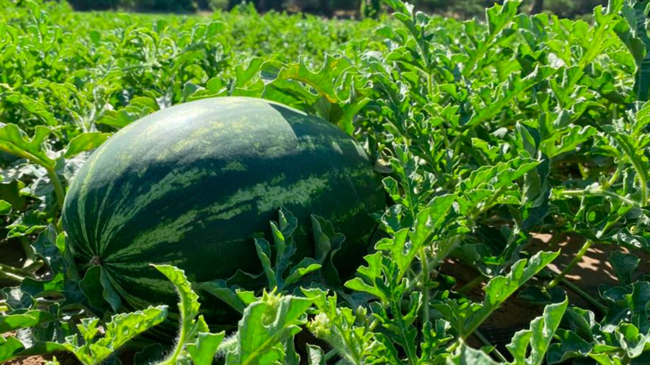 Sandía queda fuera de la programación de cultivos para ciclo otoño-invierno en Guaymas