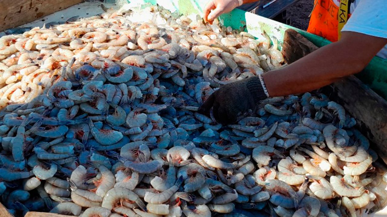 Crisis en sector pesquero de Guaymas por “depredación” de camarón; buscan opciones para salvar actividad