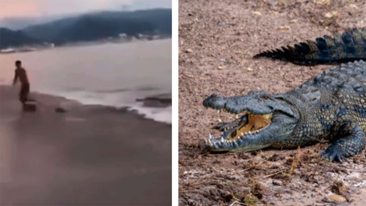 VIDEO: Cocodrilo acecha a turista en playa de Puerto Vallarta y casi lo devora