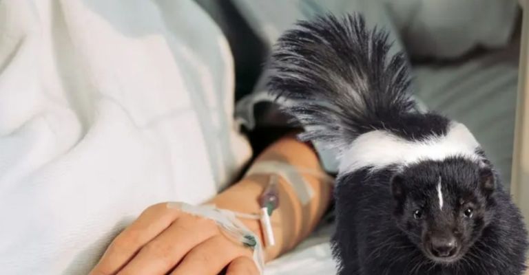 Fallece joven por rabia tras la picadura de un zorrillo