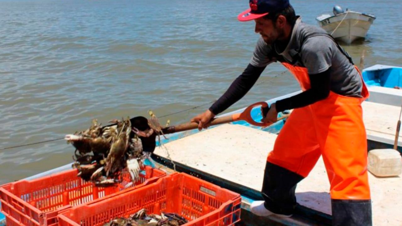 Ciudad Obregón: Mala captura de jaiba sufren pescadores de Bahía del Tóbari