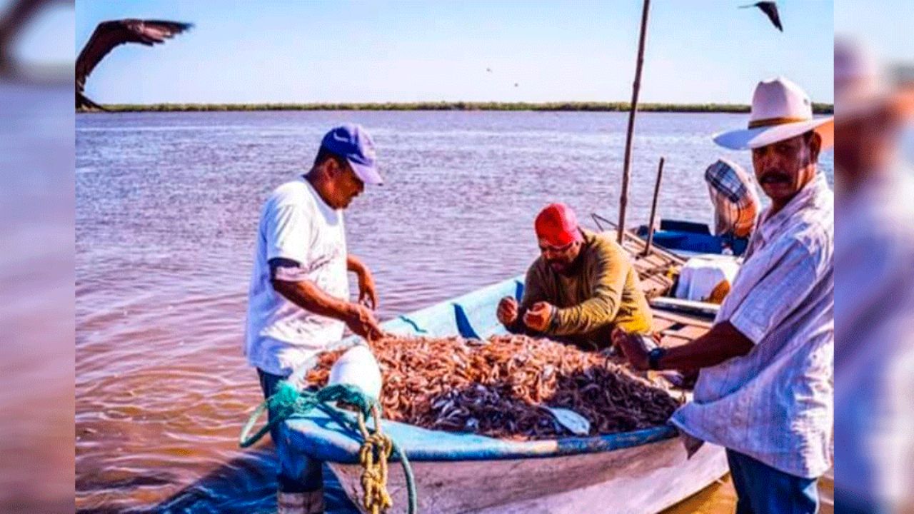 Guaymas: Piden a autoridades actuar con un ordenamiento pesquero para salvar la actividad