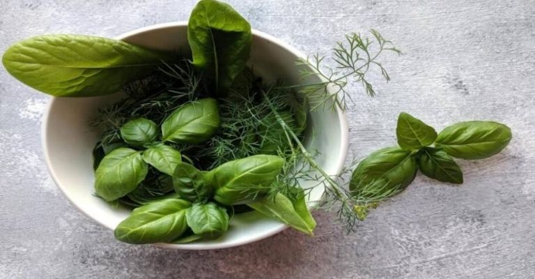 La albahaca contiene cuatro compuestos volátiles naturales que actúan como repelentes contra mosquitos.