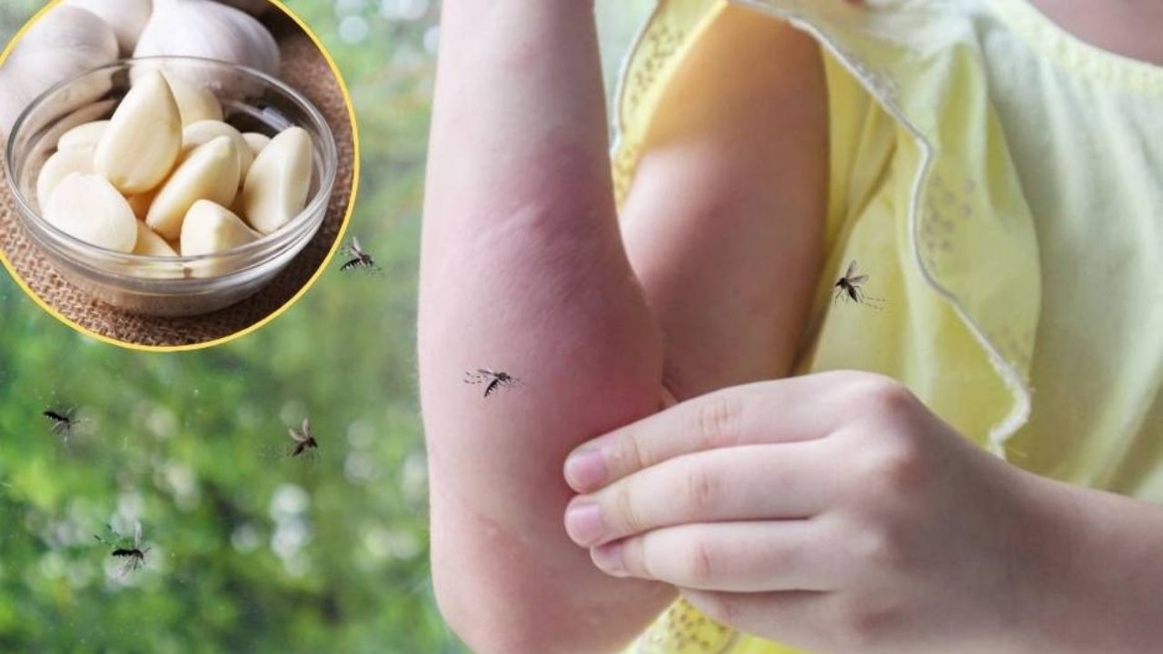 Repelentes caseros: 5 soluciones naturales y fáciles para tener un hogar libre de mosquitos