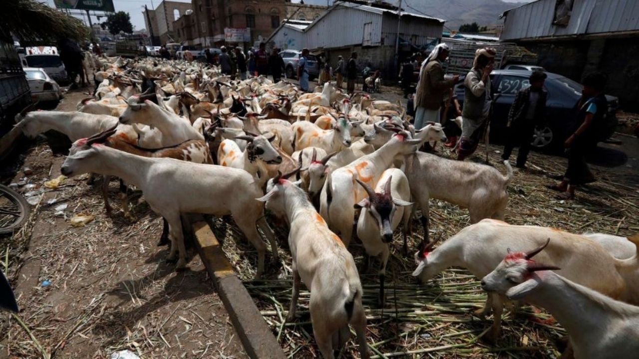 México busca adelantar reapertura de frontera para exportación de ganado: Sheinbaum