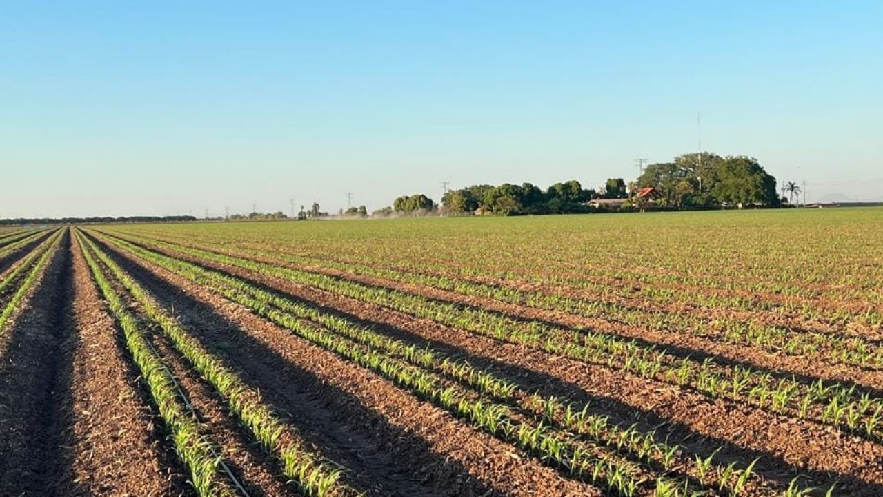 En riesgo 150 mil hectáreas en el Valle del Yaqui: Podrían no sembrarse para el próximo ciclo