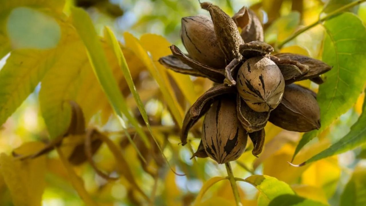 Anuncian ‘Simposio Internacional del Nogal Pecanero’ en Hermosillo; será el 11 y 12 de septiembre