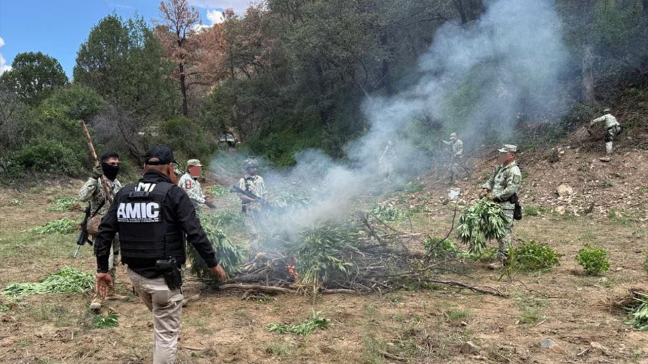 Localizan y destruyen plantío de marihuana en Cananea, Sonora, con más de ocho mil plantas